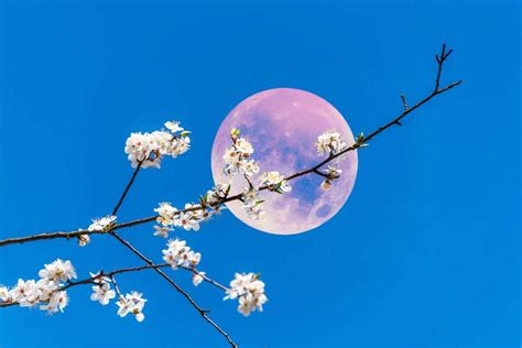 pleine lune rose avril